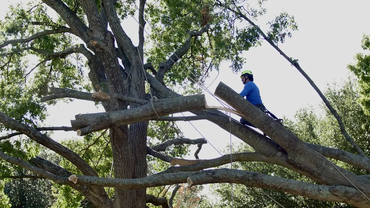 Professional Crown Thinning performed by certified arborists in Nottingham