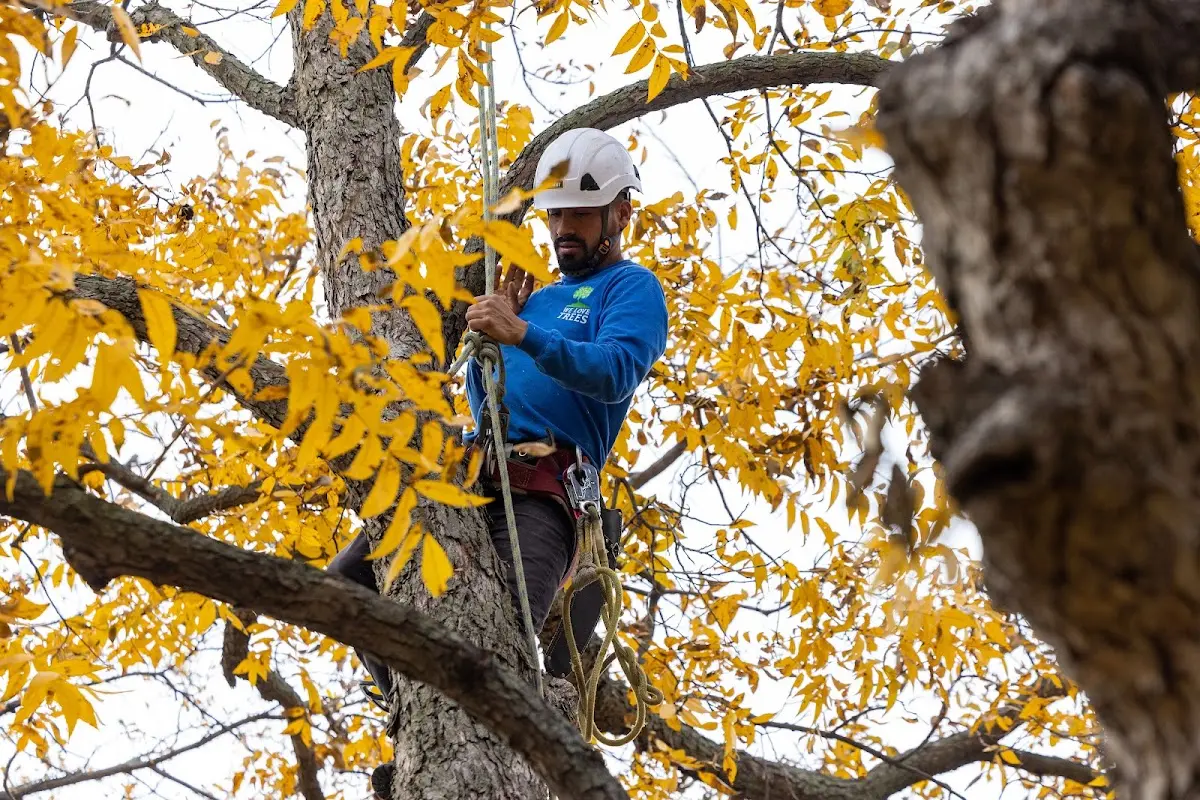 Skilled Tree Trimming crew working in Nottingham